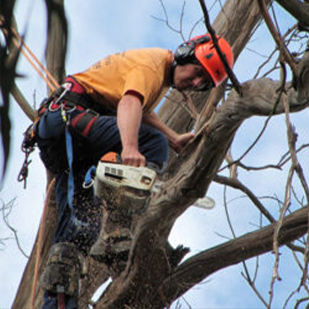 Gravity Trees Excavations A local business with over 15 year s